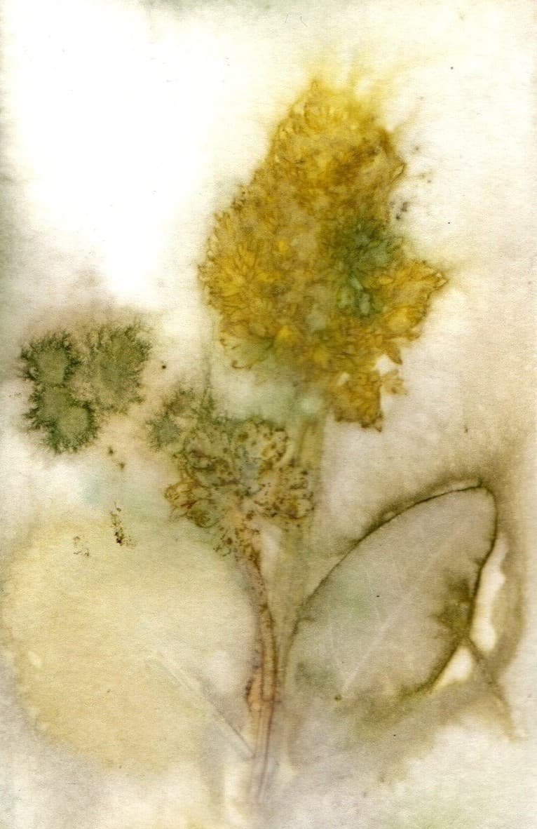Puur natuur atelier
