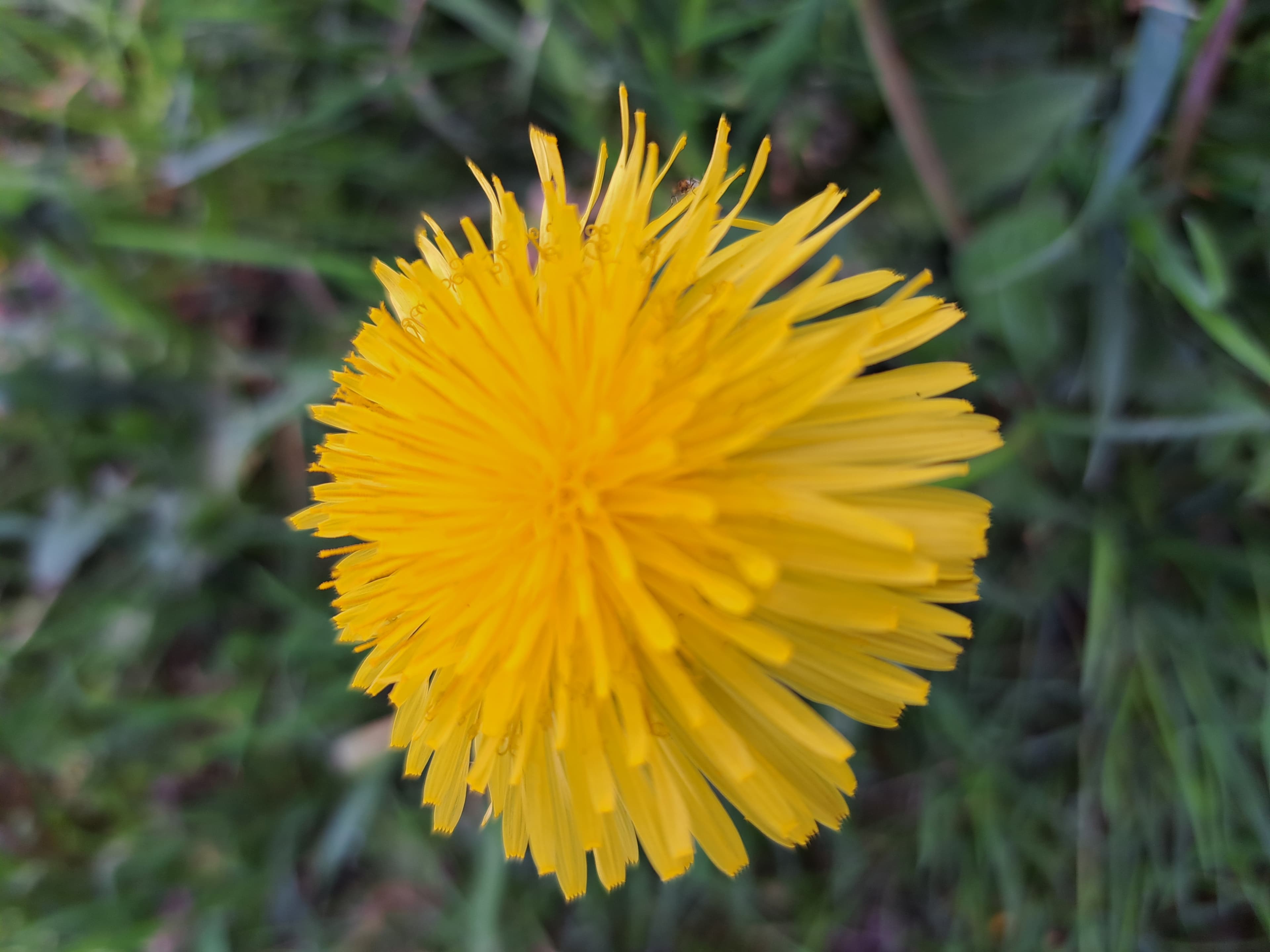 Touw van paardenbloemen