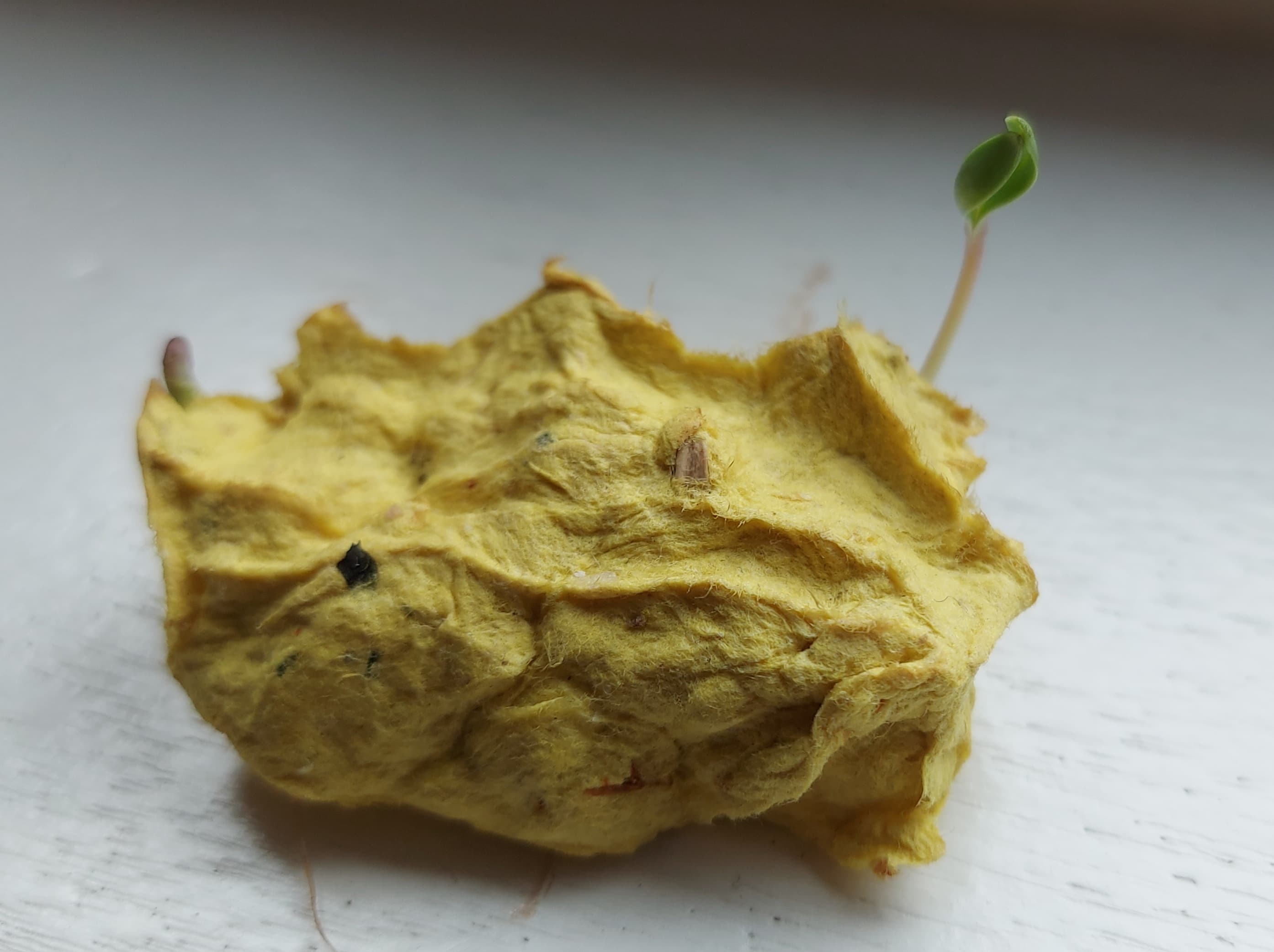 Lente - Groeipapier || "Vier seizoenen papierscheppen"