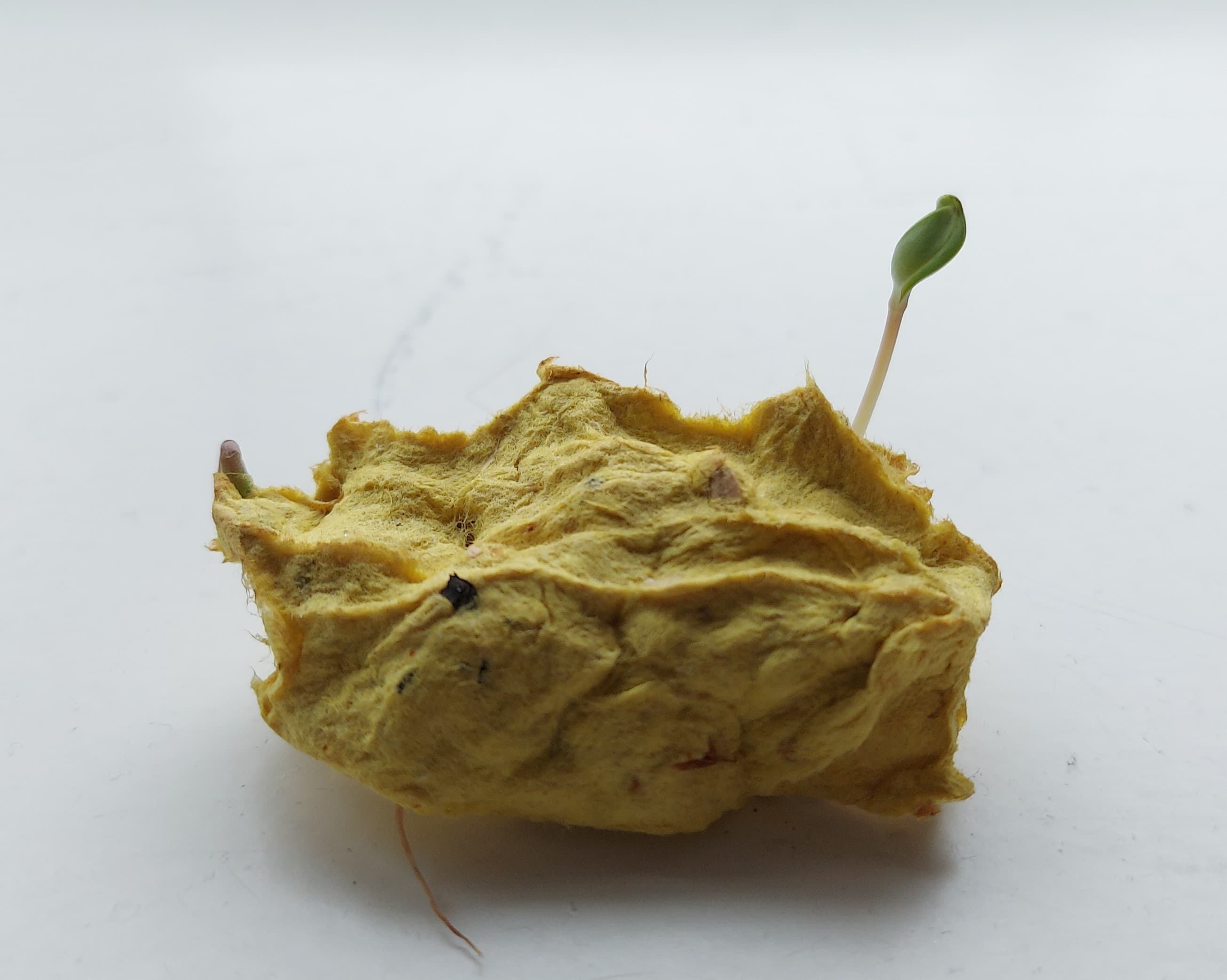 Lente - Groeipapier  || "Vier seizoenen papierscheppen"